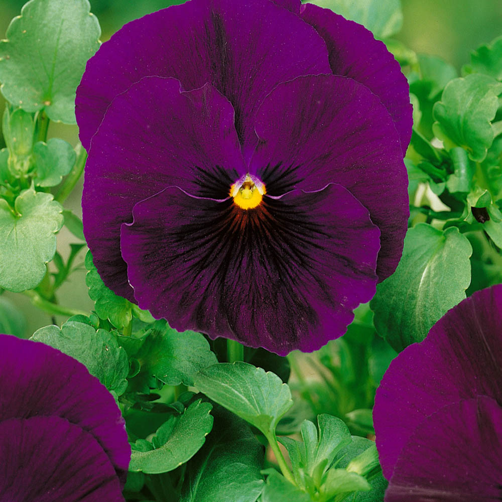 Pansy Seeds | Bergwacht