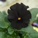 Viola Pansy Container Flower