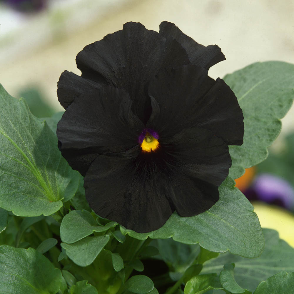 Viola Pansy Container Flower