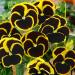 Viola Brunig Unique Flowers
