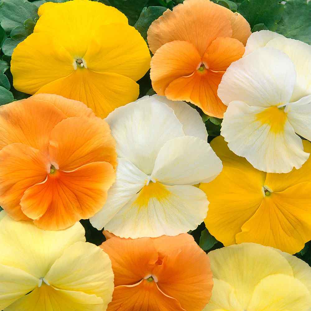 Pansy Panola Citrus Garden Flower