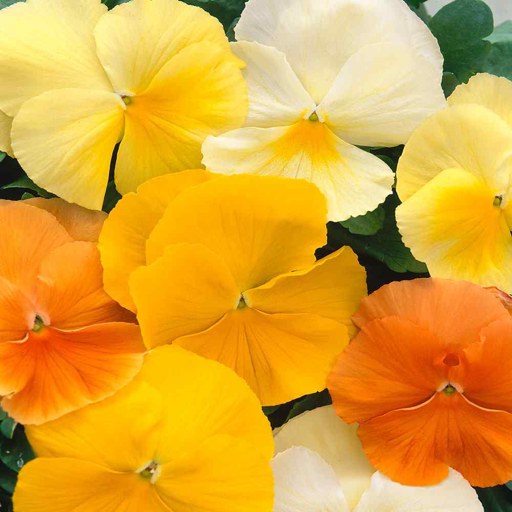 Pansy Panola Citrus Container Mix