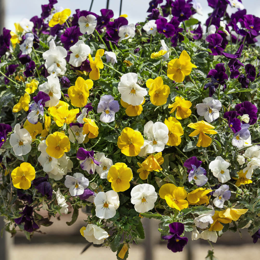 Pansy Cool Wave Hanging Flower Basket Mix