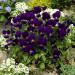 Viola King Henry Container Flowers