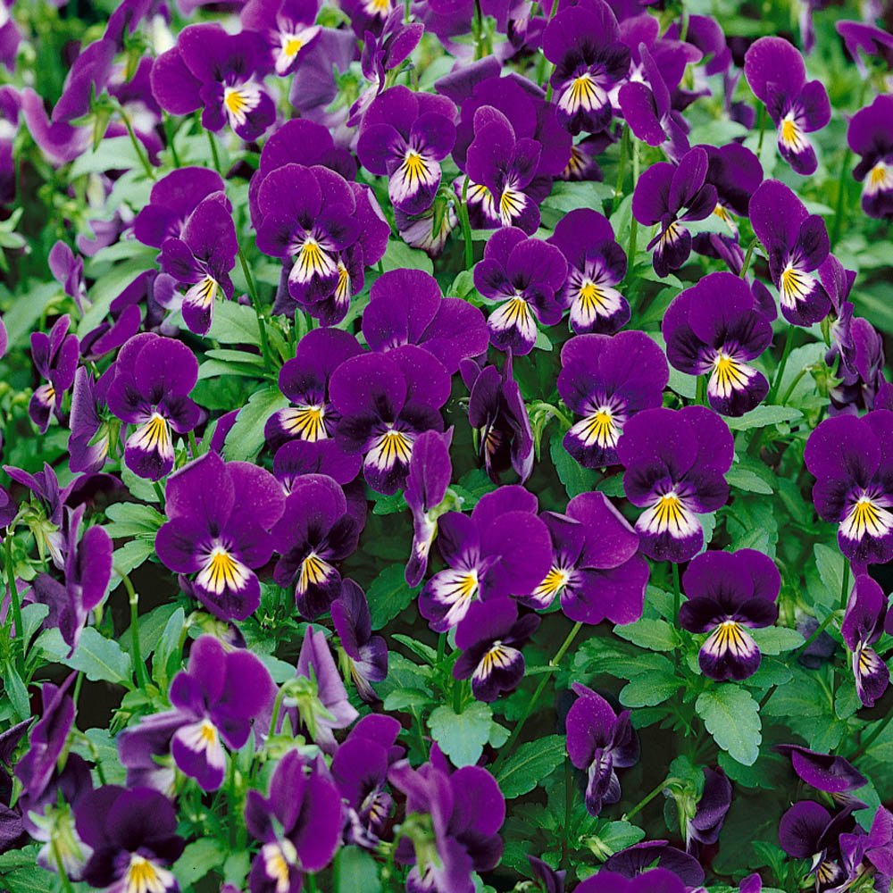 Viola Seeds King Henry Viola Flower Seeds