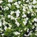 Viola White Perfection Basket Flowers