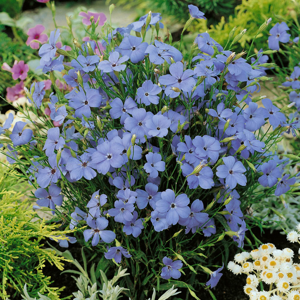 Viscaria Blue Angel Garden Flowers