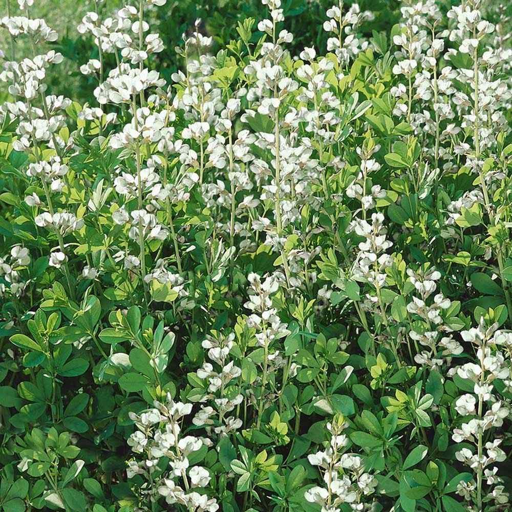 White Wild Indigo