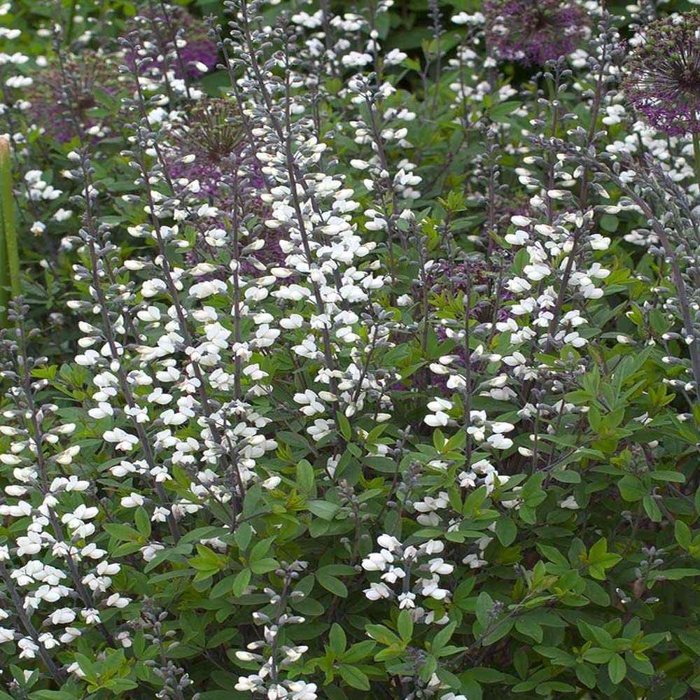 Baptisia Alba