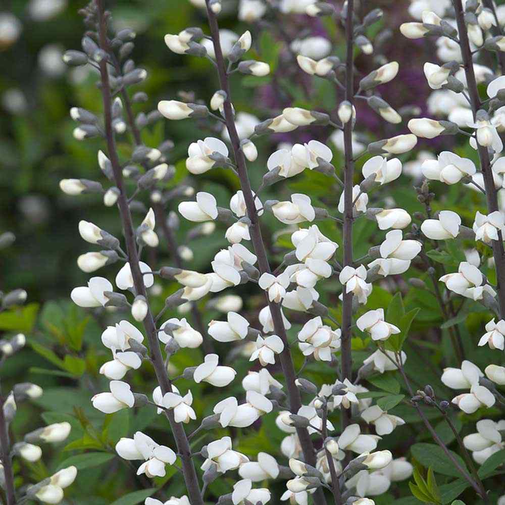 Baptisia White Indigo Plants
