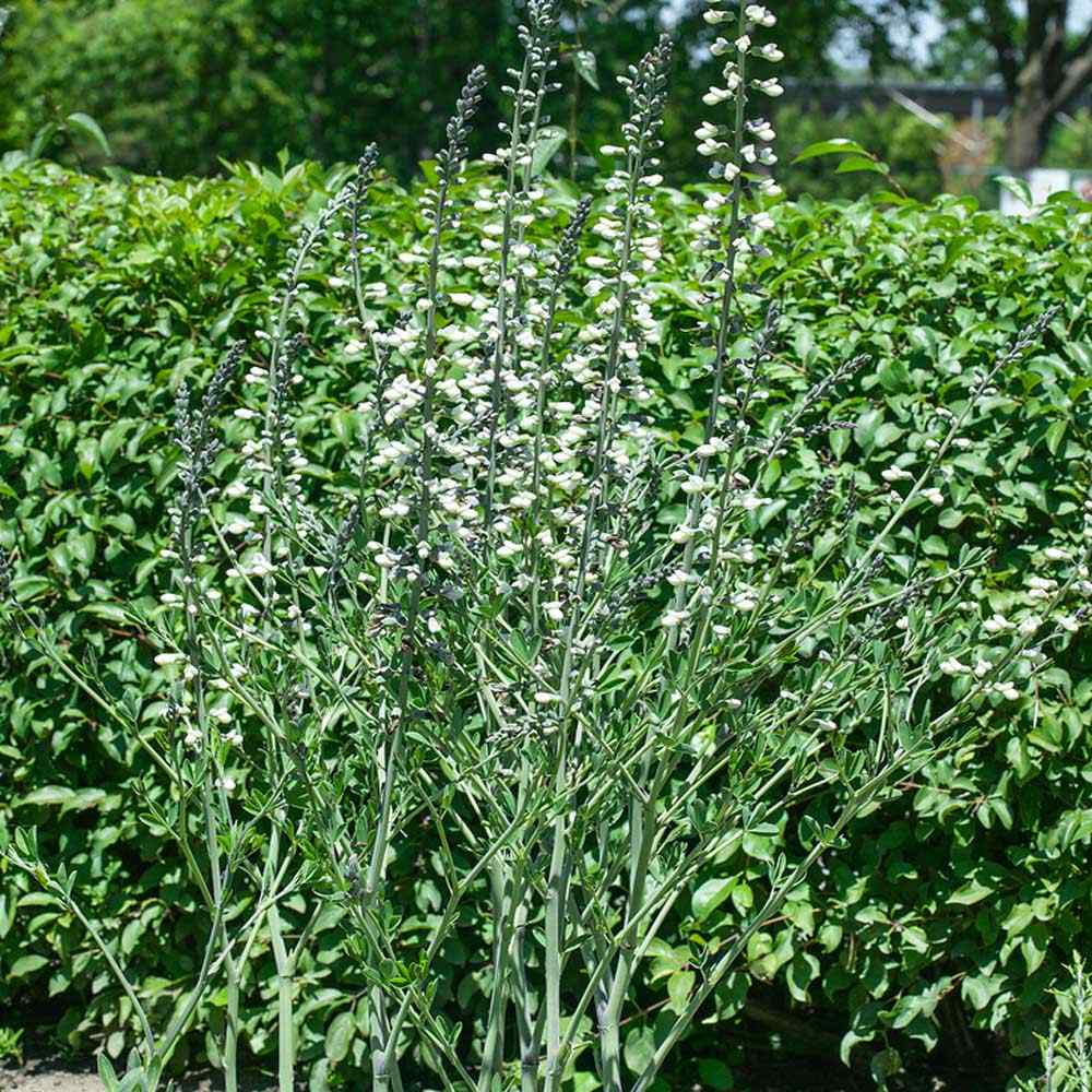 White Wild Indigo Flowers