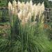 White Pampas Ornamental Border Grass