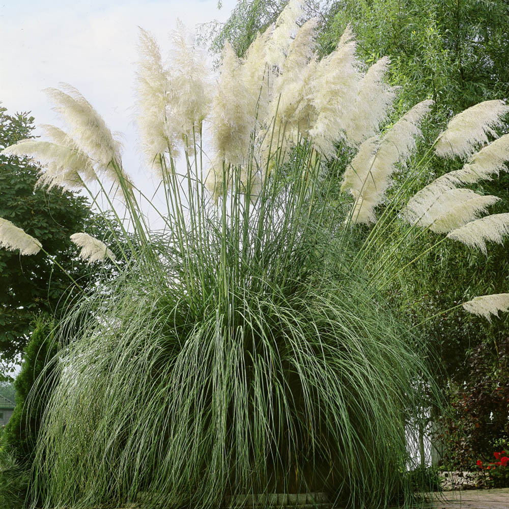 2020 - White 20+ Seeds Pampas Grass - Exotic Plant Cortaderia selloana