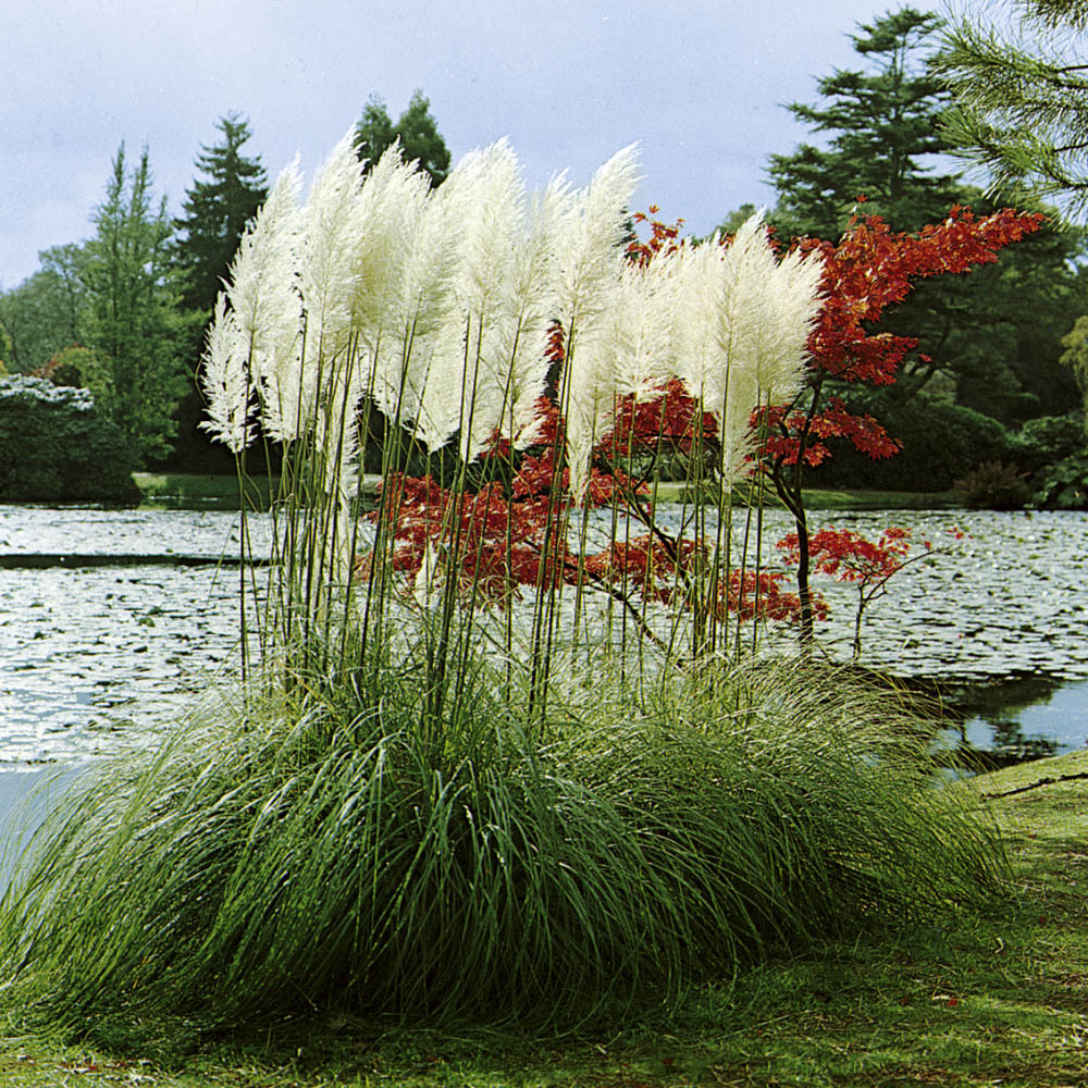 White Pampas Landscaping Grass