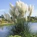 white pampas grass