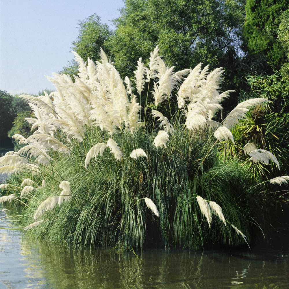 White Pampas Seed For Planting Outdoors Ornamental Grasses For