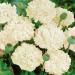 Papaver Paeoniflorum Cream Flowers