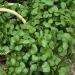 Claytonia Winter Purslane Plants