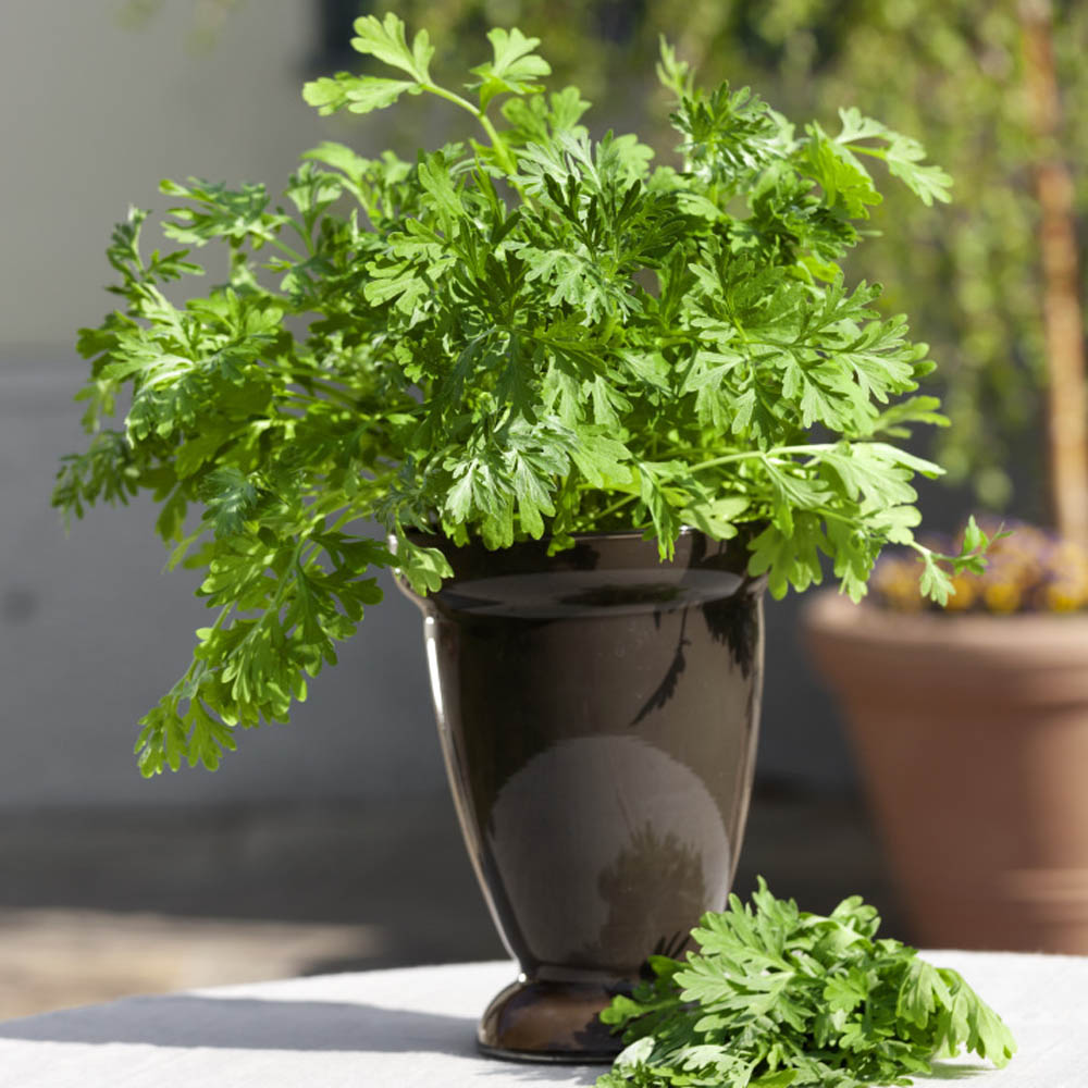 Wormwood