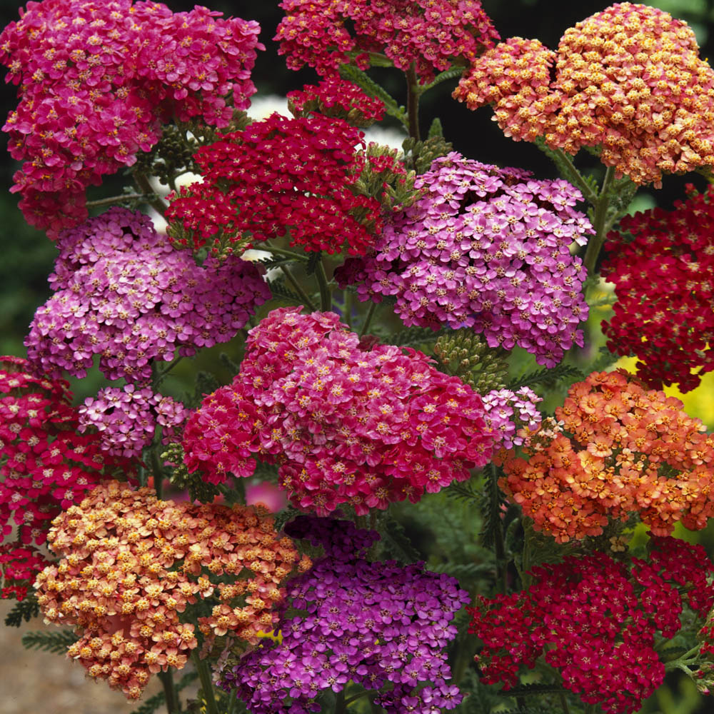 Outsidepride Yarrow 'Summer Berries Mix'