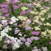 Achillea Summer Pastel Flower Mix