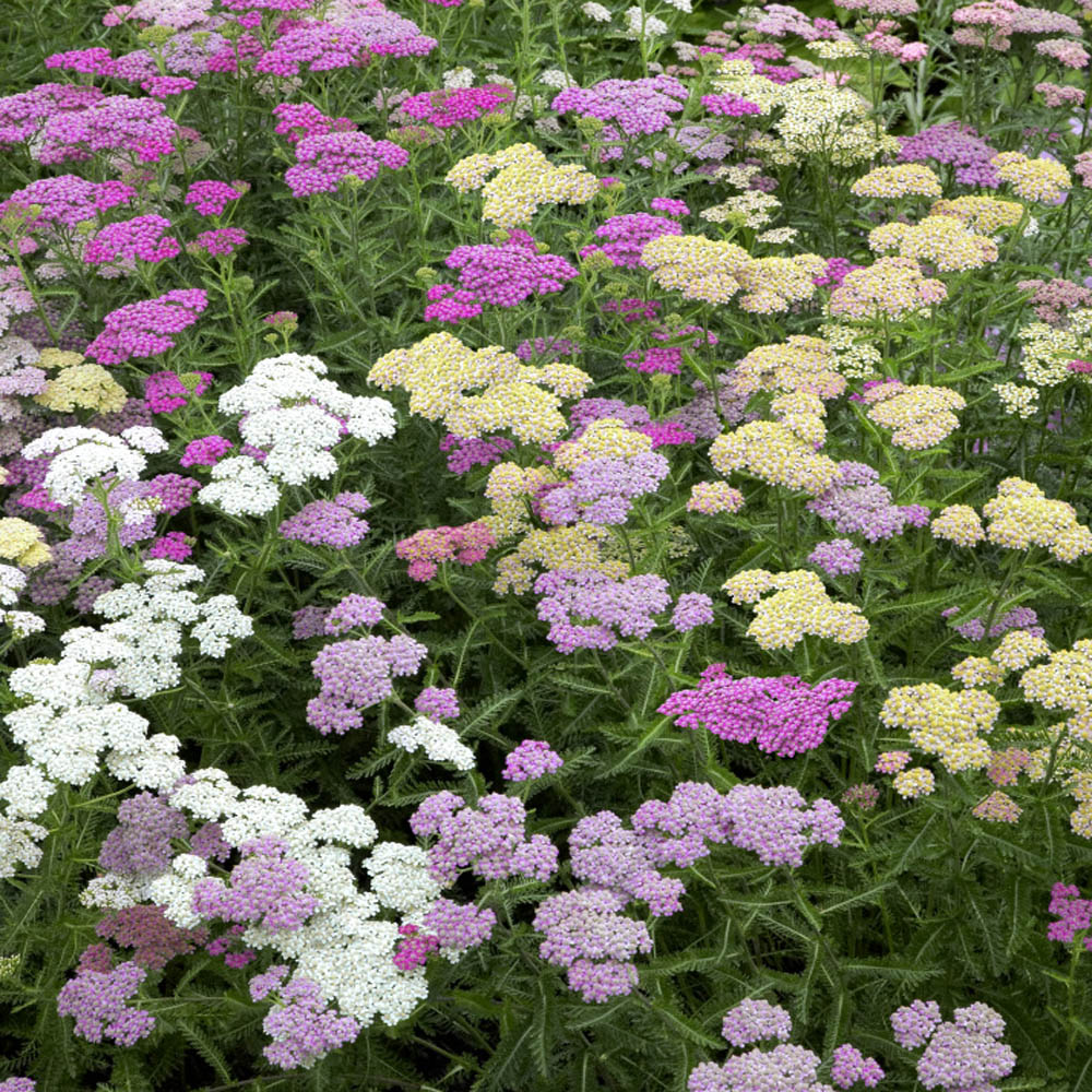 Yarrow Seeds | Pastels