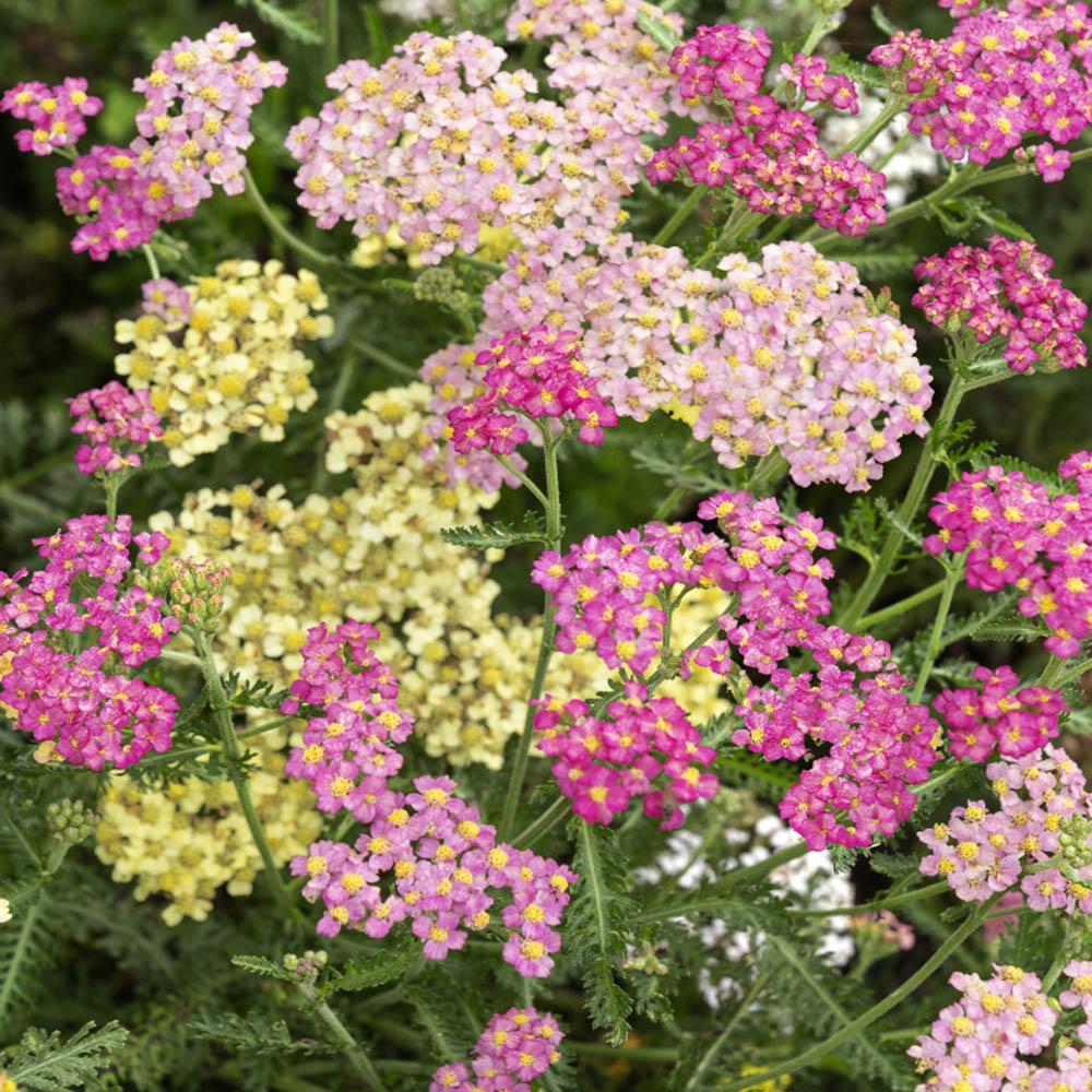Yarrow Seed Mix for Planting  Achillea Pastel Mix Garden Flower