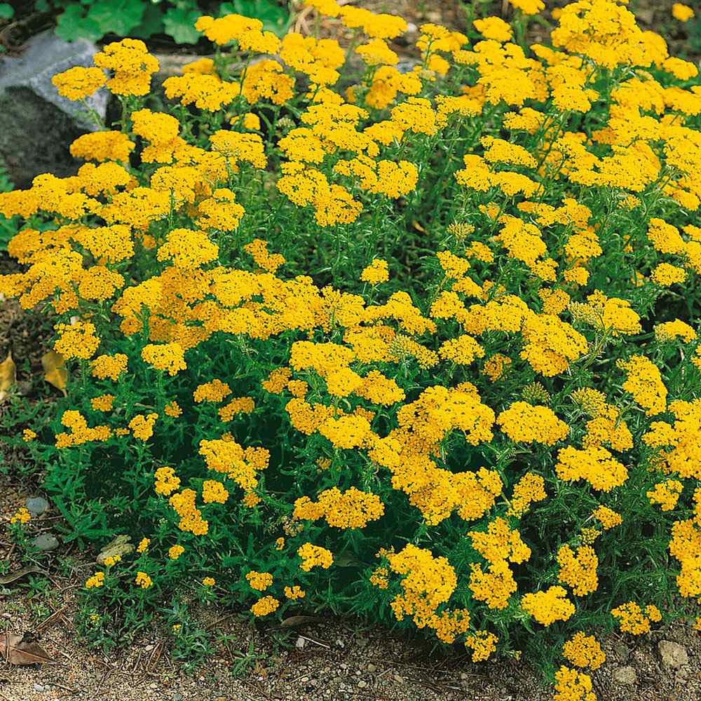 Yarrow Seeds Dwarf Ground Cover Seed