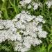 Achillea White Yarrow Plants