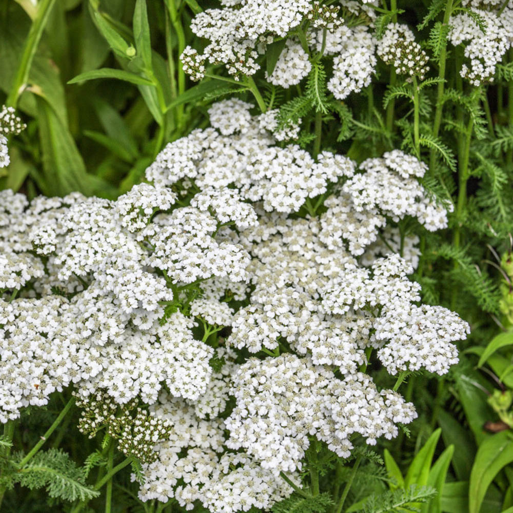 Yarrow Seed White Yarrow Wildflower Seeds