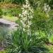 Yucca filamentosa Drought Tolerant