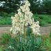 Yucca filamentosa Plants