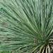 Yucca glauca