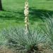 Yucca glauca Drought Tolerant