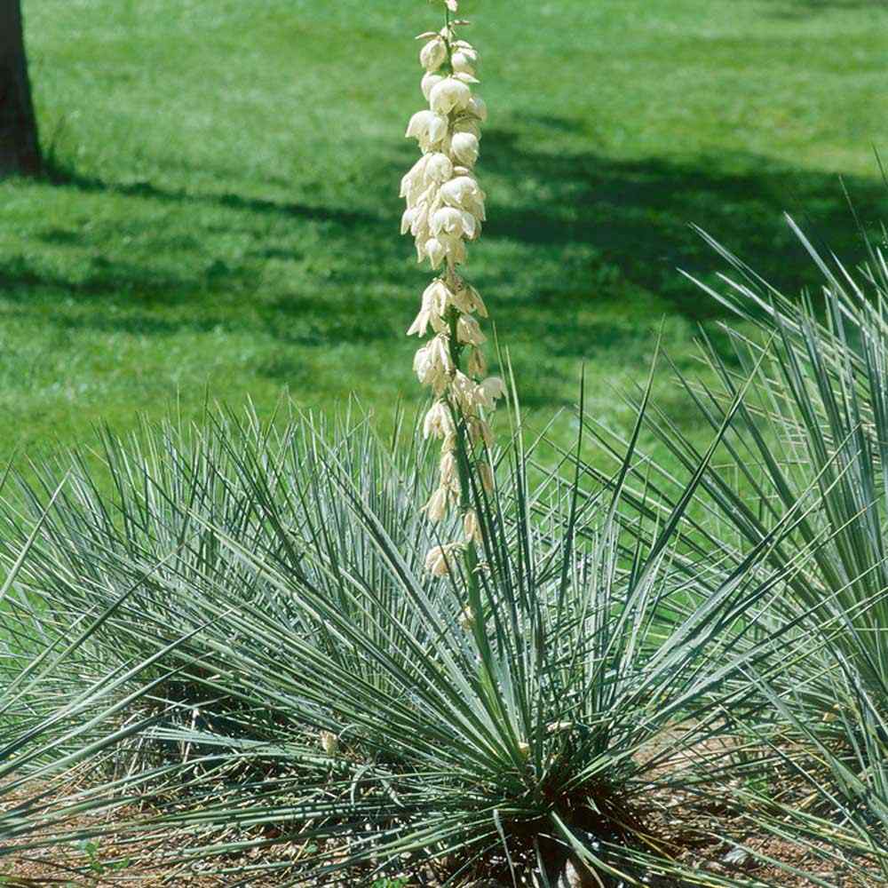 Soapweed Yucca Glauca Drought Tolerant Garden Plant Seeds soapweed-yucca-glauca-drought-tolerant-garden-plant-seeds