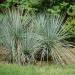 Yucca glauca Plants