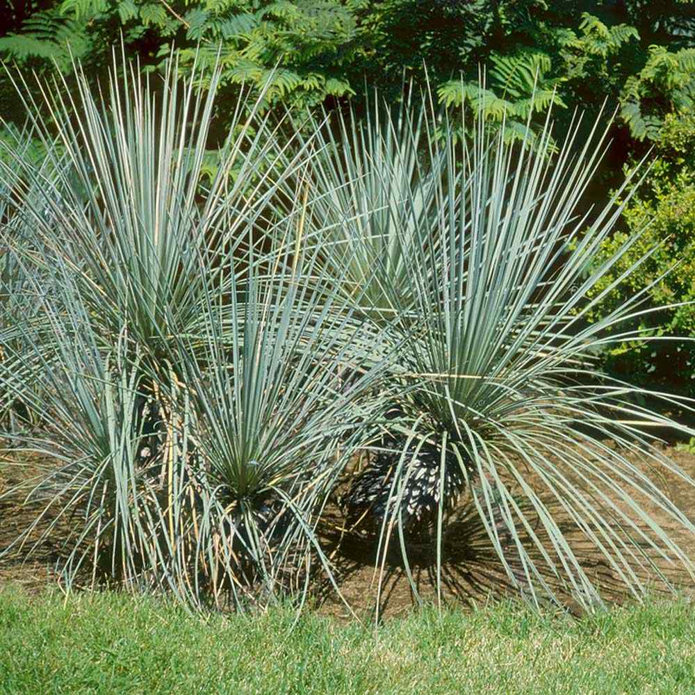 Yucca | Glauca