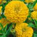 Zinnia Canary Bird Garden Flowers