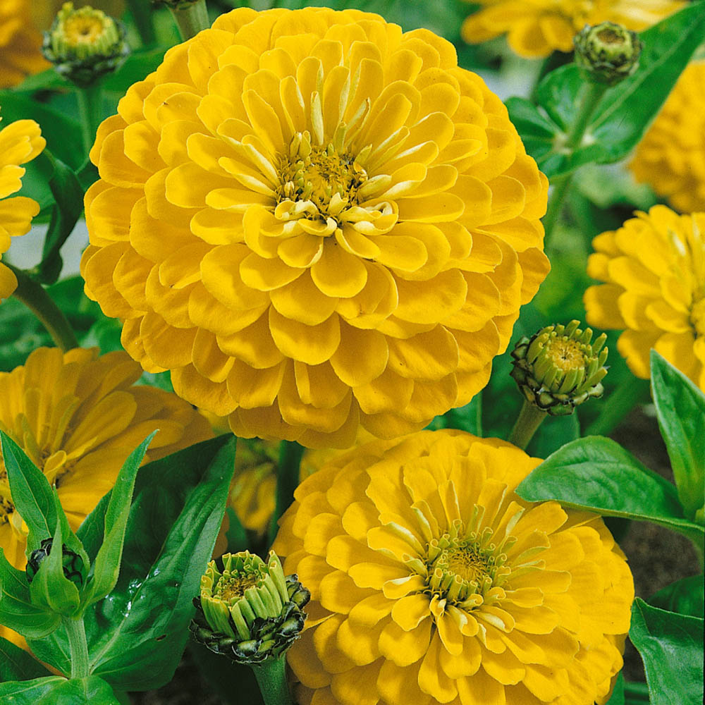Zinnia Seeds Canary Bird Zinnia Flower Seed