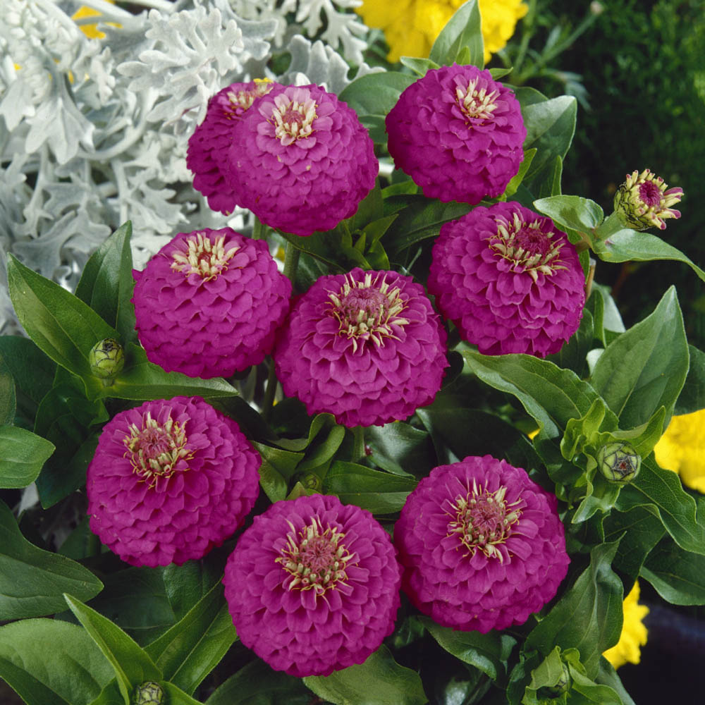 Zinnia Seed Lilliput Zinnia Purple Flower Seeds