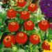 Zinnia Elegans Lilliput Cut Flowers