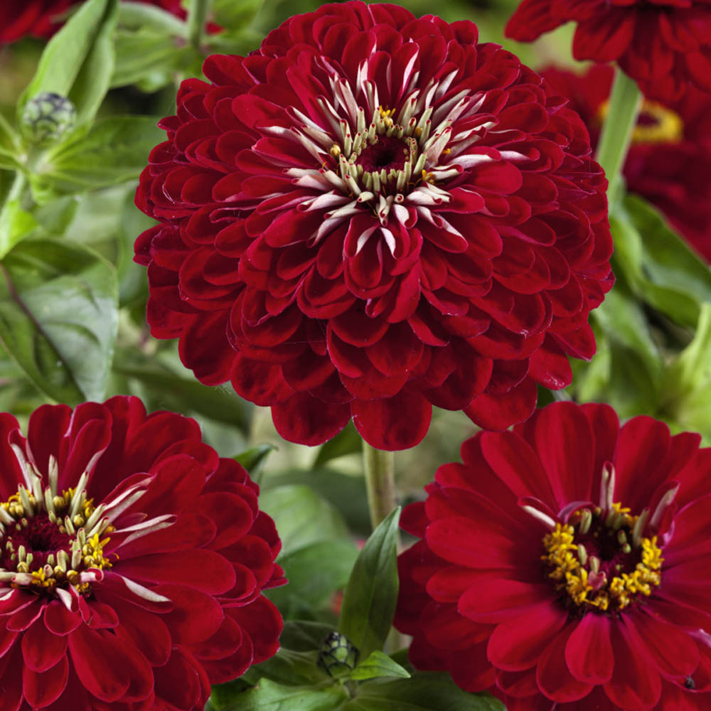 Zinnia Seeds Zinnia Elegans Meteor Flower Seed