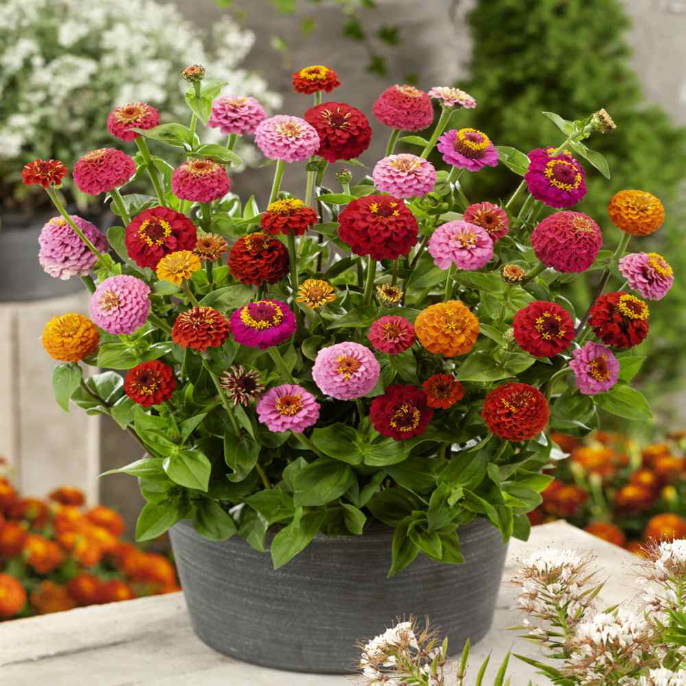 Zinnias