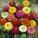 Zinnia Lilliput Mix Mix