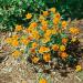 Zinnia Hybrida Orange Star Garden Flowers