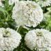 Zinnia Elegans Dahlia White Flowers