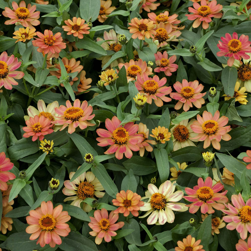 Zinnia Profusion Apricot Flower Seeds