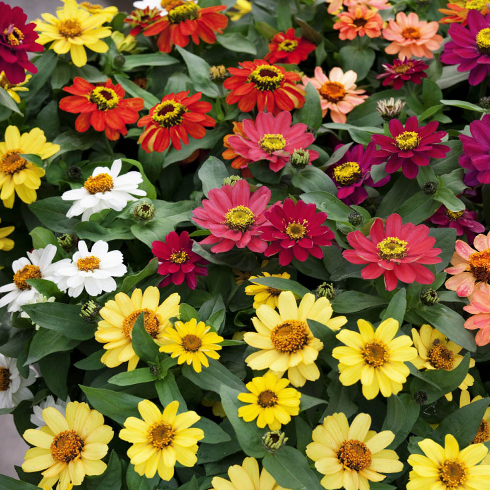 Image of Profusion Zinnias (Zinnia hybrida) flower