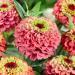 Zinnia Elegans Queeny Lime Red Cut Flowers