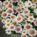 Zinnia Rose Starlight Garden Flowers